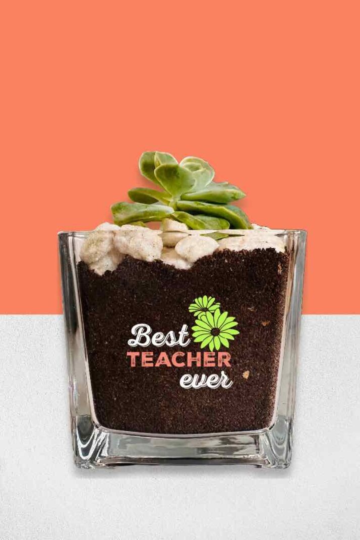 Teacher appreciation Succulent plant