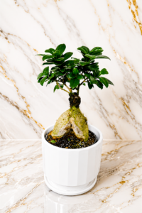 Bonsai Plant