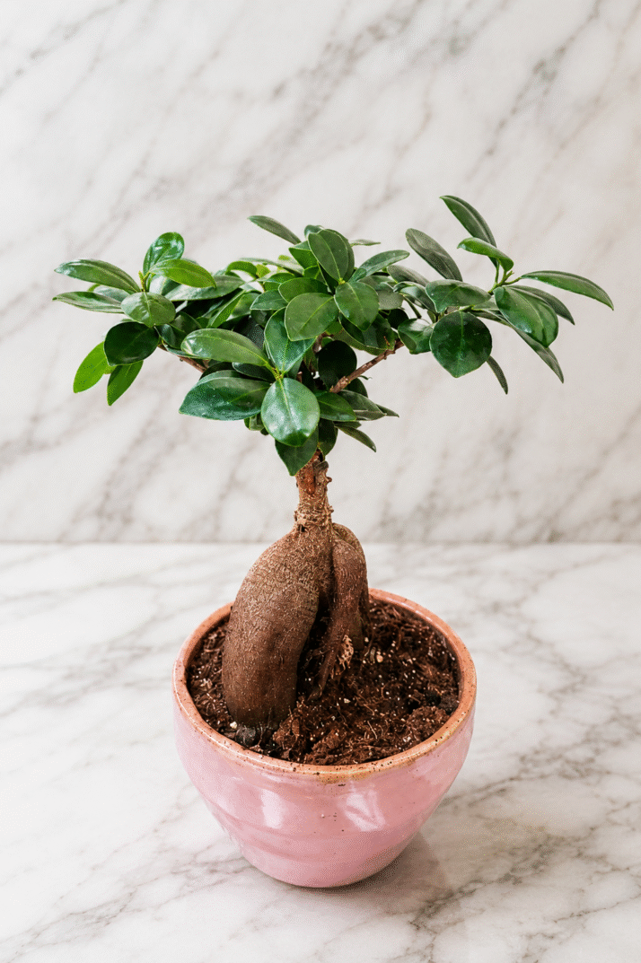 Bonsai Plant