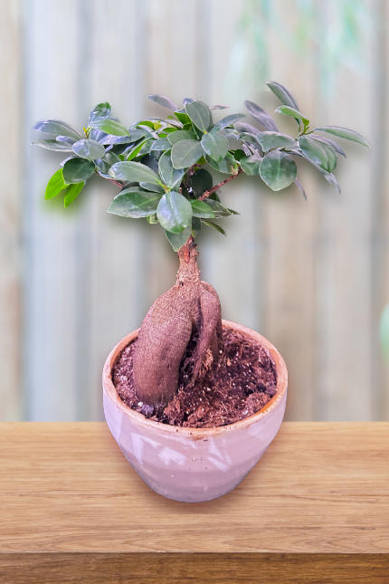 Bonsai Plant
