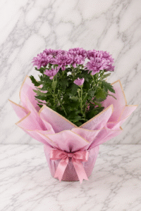 Pink Chrysanthemum Charm