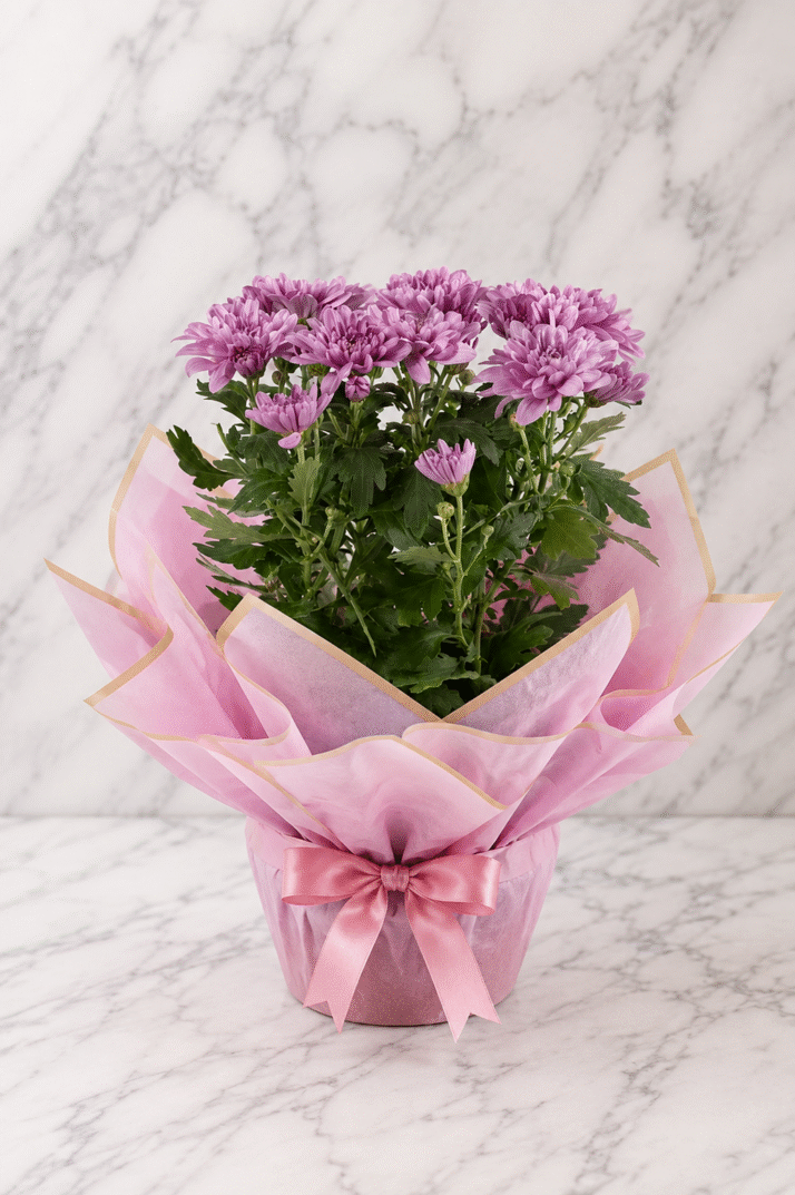 Pink Chrysanthemum Charm
