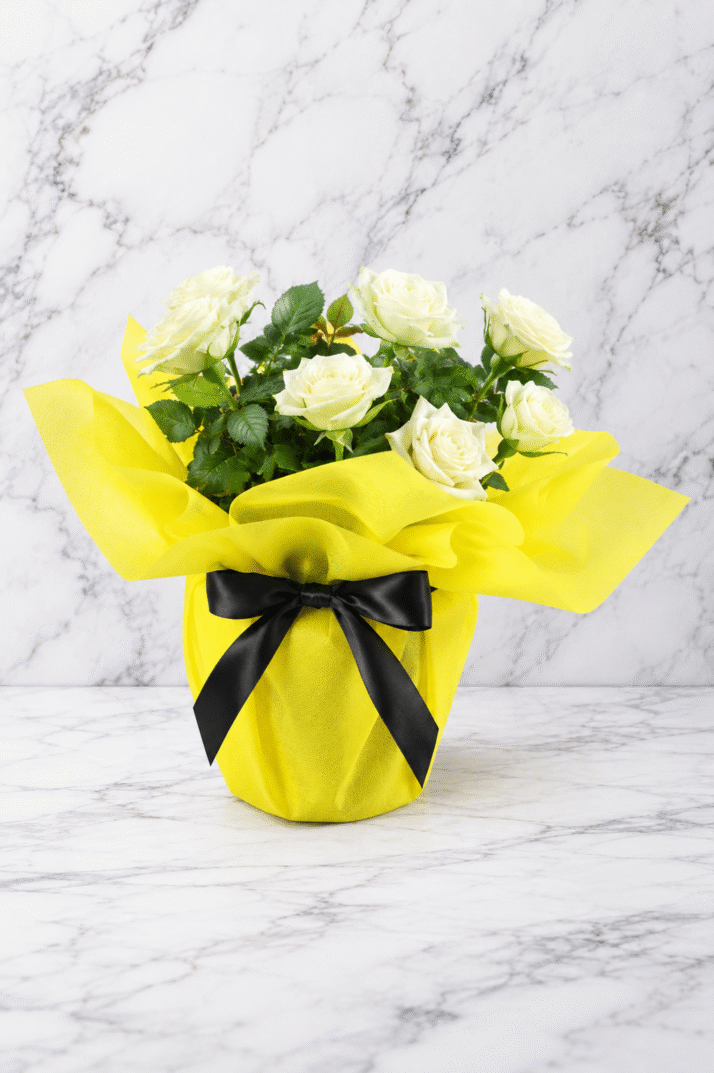 White Rose Gift