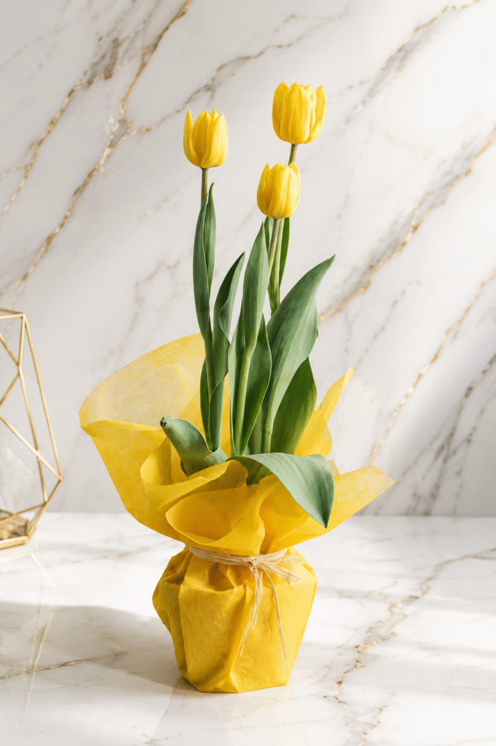 Tulip Delight