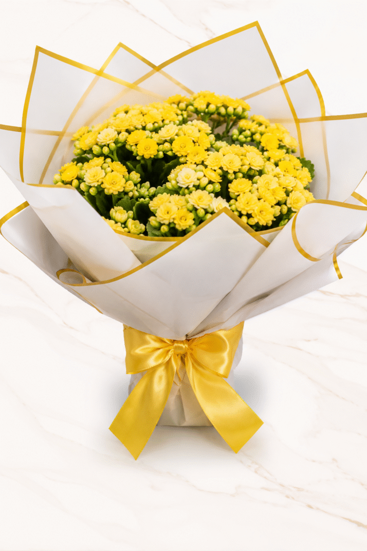 Radiant Kalanchoe Gift