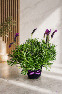 Lavender Love Gift