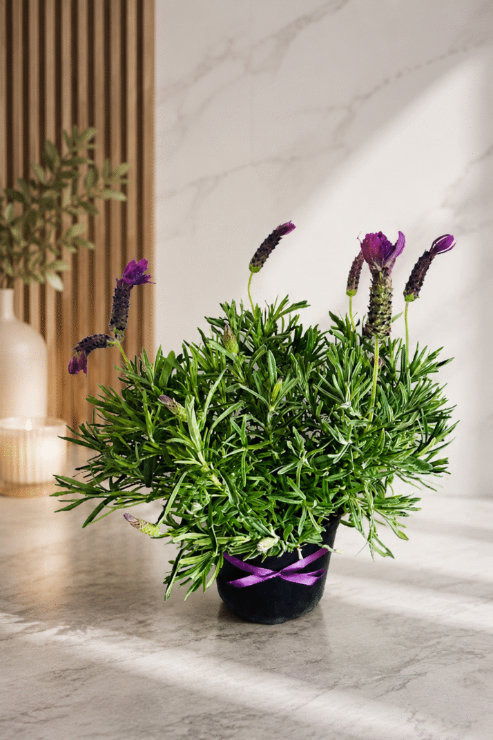 Lavender Love Gift