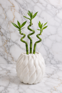 Lucky Bamboo Trio Planter