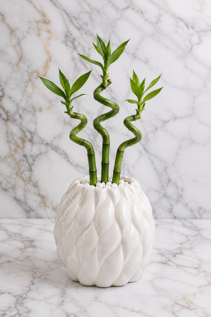 Lucky Bamboo Trio Planter