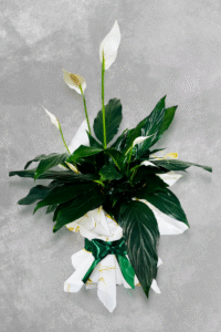 Peace Lilly Floral Gift