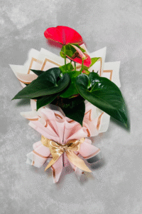Anthurium Elegance